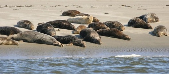 Phoques dans la baie de Somme